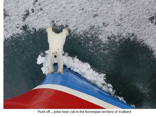 北极熊“挡”破冰船做推船动作似下逐客令（图）