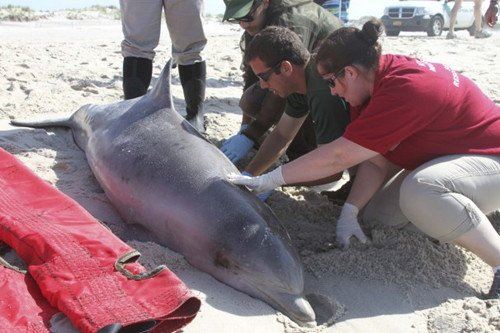 数百头海豚搁浅美国海滩官方担忧病毒感染人类