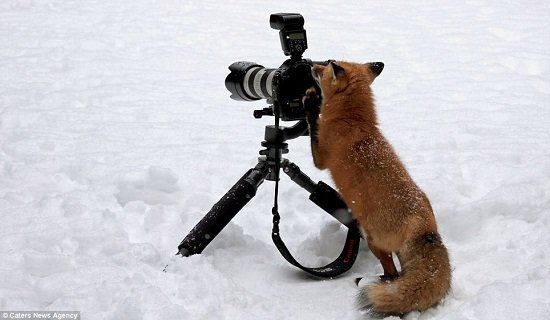 这只狐狸爪子搭上相机架窥探镜头。