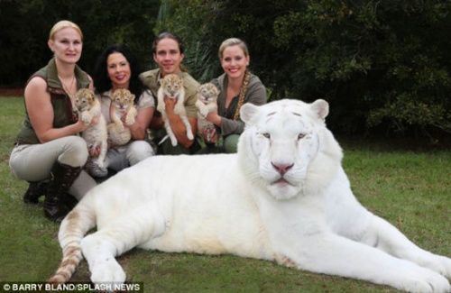世界首个白狮虎4胞胎出生 个性不同会卖萌(图)