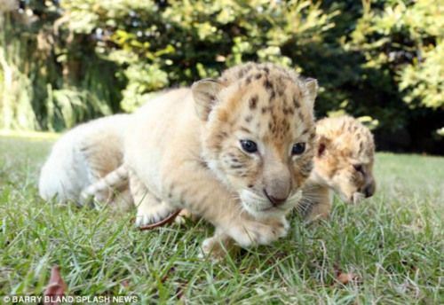 世界首个白狮虎4胞胎出生 个性不同会卖萌(图)