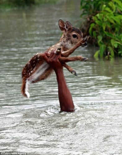 少年河流中潜游救小鹿单手托举助其上岸（组图）