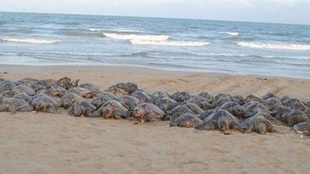 印度海滩现900余只死海龟，或为拖网渔船非法捕捞所致（网页截图）