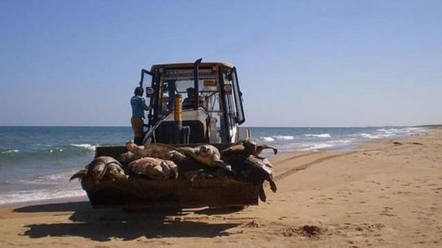 印度海滩现900余只死海龟 或因陷入陷入渔网