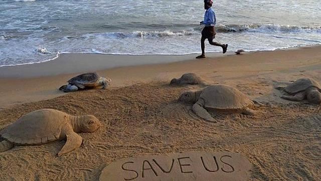 印度海滩现900余只死海龟，或为拖网渔船非法捕捞所致。艺术家留下了“救救我们”字样。（网页截图）