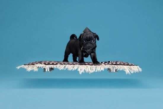 “神奇磁悬浮魔毯”，利用磁力可载着重2.4公斤的小狗，原地升起7厘米