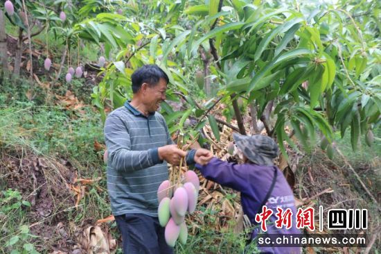 会东县发展特色产业带动农民致富。（会东县委宣传部供图）