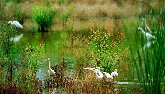湿地——美丽杭州的独特标识