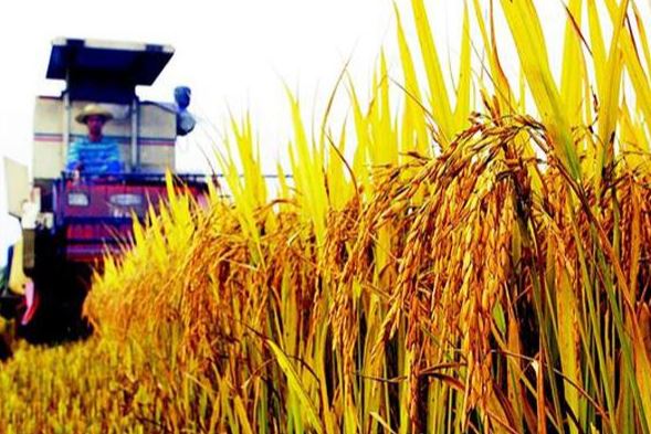 中国农业农村部：全国秋粮已收获超11亿亩